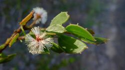 Acacia hispidula flower (8708332933).jpg