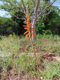 Aloe brevifolia indeterminate raceme IMG 9016.jpg