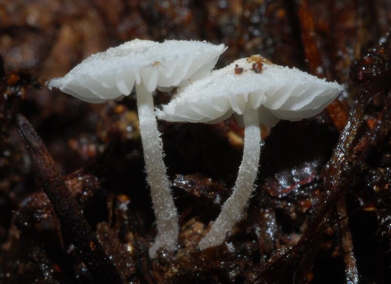 File:Amparoina spinosissima 62367.jpg