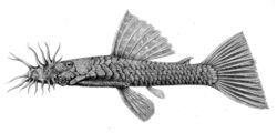 Ancistrus occidentalis.jpg