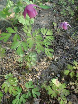 Aquilegia ecalcarata kz03.jpg