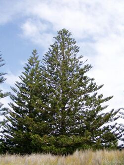 Araucaria heterophylla 01.jpg