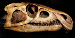 Archosaurus rossicus skull.JPG