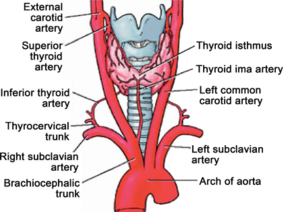 Arterial supply of the thyroid gland.png