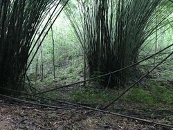 Bamboo in Puerto Rico.jpg