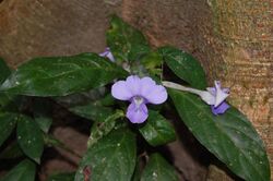 Barleria strigosa1.JPG