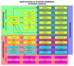 Biosinthesis of steroid hormones (extended version).jpg