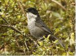 Black-backed Bush Tanager.jpg