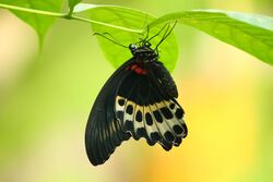 Blue Mormon (Papilio polymnestor) 030 Butterfly (2016.12.18).jpg