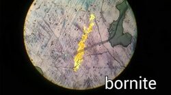 Bornite by petrographic microscope.jpg