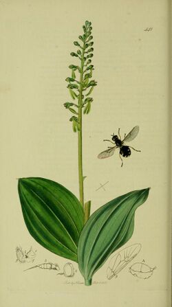 Britishentomologyvolume8Plate441.jpg