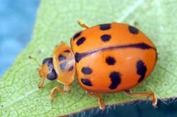 CSIRO ScienceImage 1091 Harmonia octomaculata.jpg