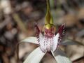 Caladenia longicauda australora.jpg