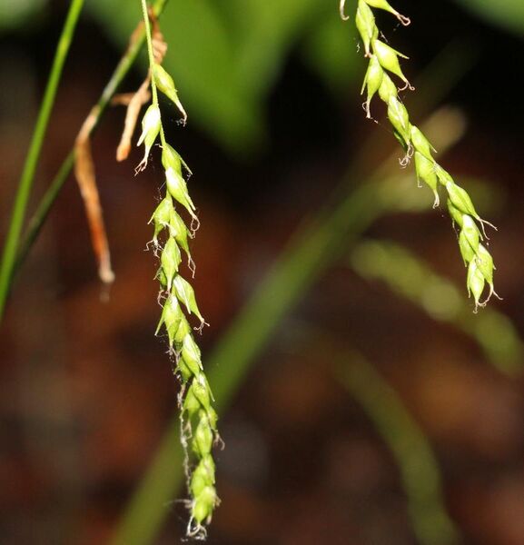 File:Carex arctata perigynia.jpg