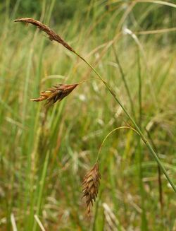 Carex limosa inflorescence kz.jpg