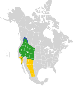 Carpodacus cassinii map.svg