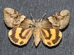 Catocala fulminea.jpg