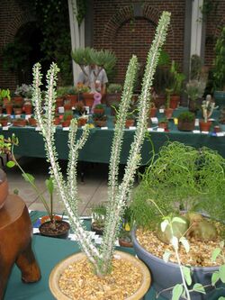 Ceraria mamaguensis - Tower Hill Botanic Garden.JPG