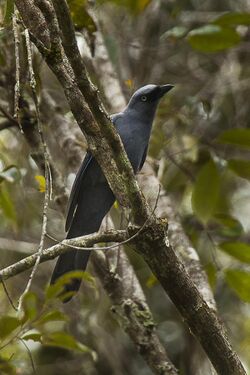 Cerulean Cuckoo-Shrike - Sulawesi MG 5185 (16820727967).jpg