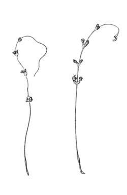 A drawing of two chunellid sea pens: Chunella gracillima (left) and Amphiacme abyssorum (right)