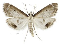 Clepsicosma iridia male.jpg