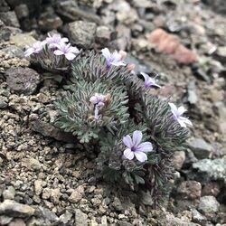 Collomia larsenii.jpg