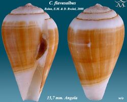 Conus flavusalbus 1.jpg