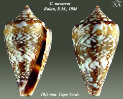 Conus navarroi 1.jpg