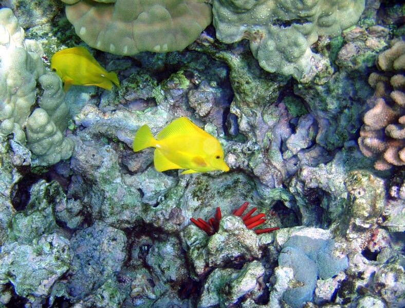 File:Coral reefs at kona.jpg