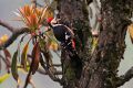 Crimson-breasted Woodpecker (Dendrocopos cathpharius) (8077151664).jpg