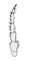 Crustacean antenna - Isopoda Austroarcturus africanus 2nd-antenna.svg
