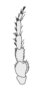 File:Crustacean antenna - Isopoda Austroarcturus africanus 2nd-antenna.svg