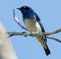 Dacnis albiventris - White-bellied dacnis, male; Beruri, Amazonas, Brazil (cropped).jpg