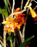 Dendrobium mohlianum Orchi 093.jpg