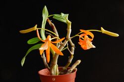 Dendrobium unicum - Flickr 003.jpg