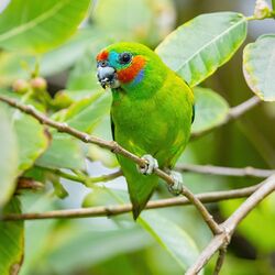 Double-eyed Fig Parrot 0A2A9574.jpg
