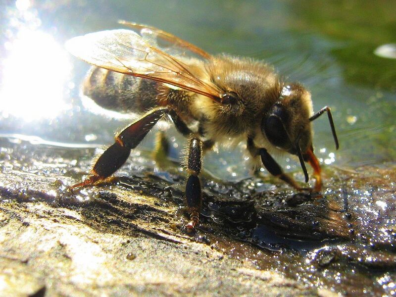 File:Drinking Bee2.jpg