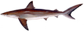 Dusky shark (Carcharhinus obscurus)