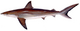 Dusky shark (Duane Raver).png