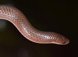 Eastern Worm Snake - Carphophis amoenus amoenus (49552562898).jpg