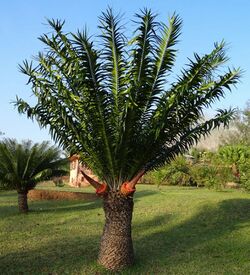 Encephalartos gratus -female cones (9696404689).jpg