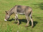 Equus asinus (Donkey), Arnhem, the Netherlands.jpg