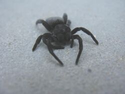 Eresidae Female Spider Front.JPG