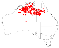 Eucalyptus pruinosa Distribution Map.png