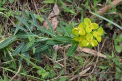Euphorbia wallichii nepal.jpg