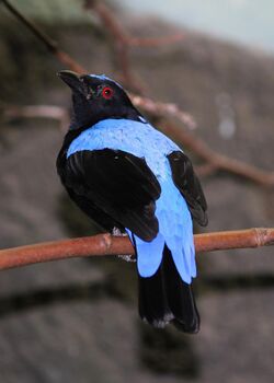 Fairy bluebird male - Irena puella.jpg