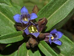 Gentianaceae - Gentiana cruciata-2.JPG