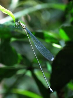 Giant Damselfly - Flickr - treegrow.jpg