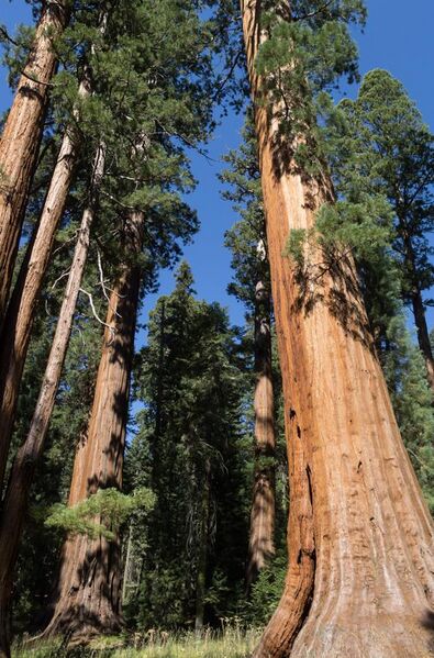 File:Giant sequoias in Sequoia National Park 02 2013.jpg