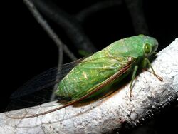 Green Cicada (Dundubia vaginata) (8440757929).jpg